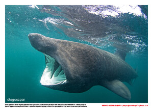 Rekiny z wodnej głębiny. Scenariusz zajęć z okazji Dnia Rekina, cz. 2 (PD)	