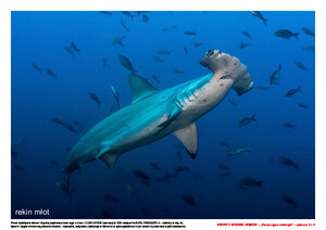 Rekiny z wodnej głębiny. Scenariusz zajęć z okazji Dnia Rekina, cz. 2 (PD)	