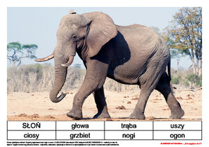 Słoniowe wyzwania. Scenariusz zajęć z okazji Dnia Słonia, cz. 2 (PD)	