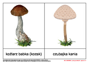 Bal u borowika, cz. 2 (PD)