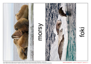 Ziemia na biegunach, cz. 2 (PD)