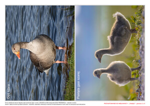 Przygotowanie do Wielkanocy, cz. 1 (PD)