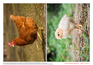 Przygotowanie do Wielkanocy, cz. 1 (PD)