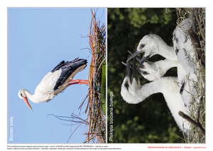 Przygotowanie do Wielkanocy, cz. 1 (PD)