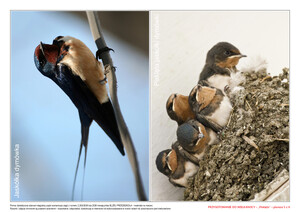 Przygotowanie do Wielkanocy, cz. 1 (PD)