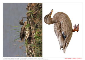 Ptasie powroty, CZ. 2 (PD)