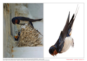 Ptasie powroty, CZ. 2 (PD)