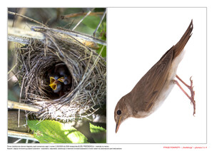 Ptasie powroty, CZ. 2 (PD)