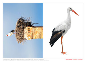 Ptasie powroty, CZ. 2 (PD)