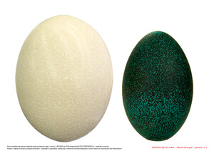 Zaczyna się od jajka, cz. 1 (PD)