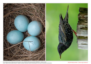 Zaczyna się od jajka, cz. 2 (PD)