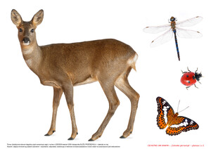 Cichutko jak kamyk, CZ. 2 (PD)