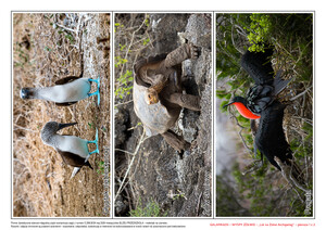 Galapagos – Wyspy Żółwie, CZ. 2 (PD)