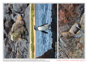 Galapagos – Wyspy Żółwie, CZ. 2 (PD)