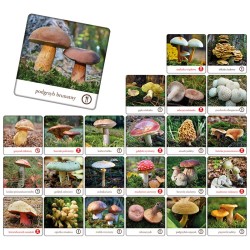 Grzyby Polski - memory