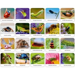 Owady i pająki Polski - memory