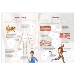 Ciało człowieka. Naklejki edukacyjne