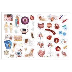 Ciało człowieka. Naklejki edukacyjne